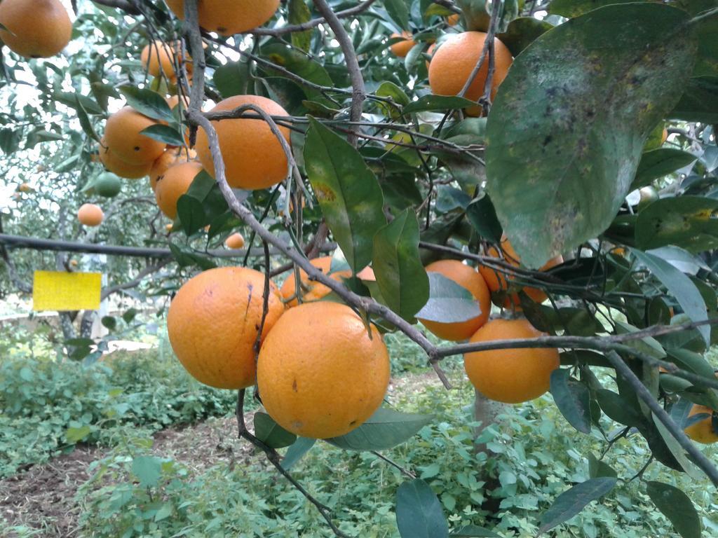 La Mimosa Case Vacanze Марсала Экстерьер фото